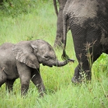 Baby Elephant Walk
