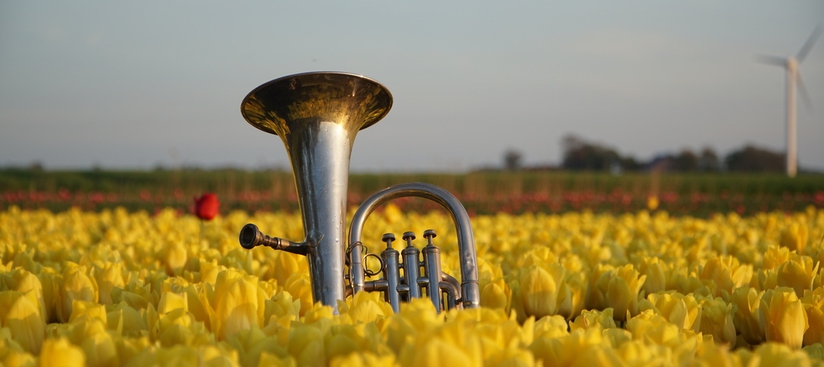 Tulips, Mills & Wooden Shoes