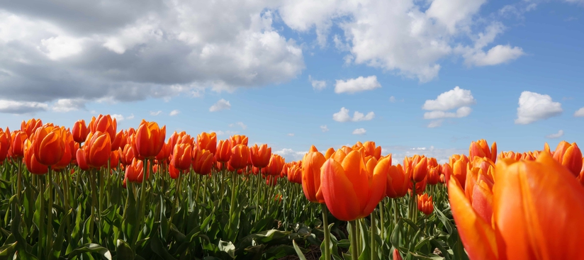 Koningsdag & Bevrijdingsdag