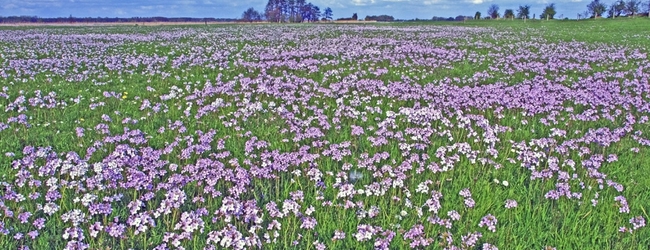 Pink Meadow
