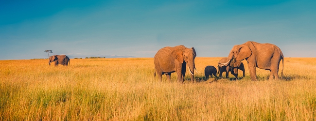 Baby Elephant Walk